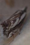 Catoptria staudingeri