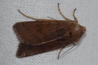 Agrochola lychnidis