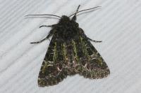 Valeria jaspidea