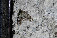 Trichopteryx polycommata