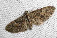 Eupithecia abbreviata