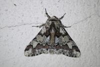 Biston strataria