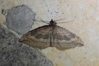 Nycterosea obstipata