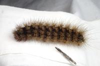Arctia villica