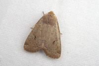 Conistra erythrocephala