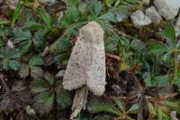Orthosia cruda