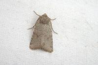 Spudaea ruticilla