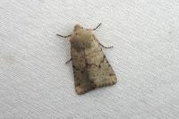 Spudaea ruticilla