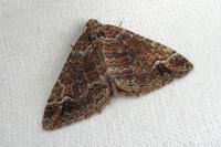 Catarhoe basochesiata