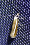 Catoptria bolivari