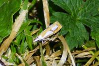 Catoptria pinella