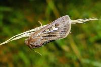 Cerapteryx graminis