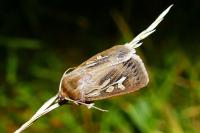Cerapteryx graminis