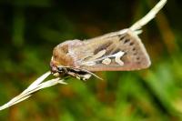 Cerapteryx graminis