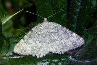 Charissa glaucinaria