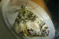 Dysstroma citrata/truncata