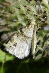 Epirrhoe alternata
