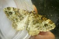 Epirrhoe alternata