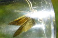 Eulithis populata