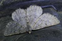 Gnophos obfuscata