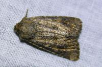 Luperina testacea