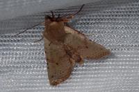 Spudaea ruticilla