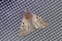 Orthosia gothica