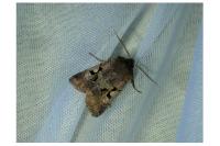 Orthosia gothica