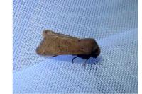 Orthosia cerasi