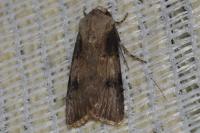 Agrotis puta