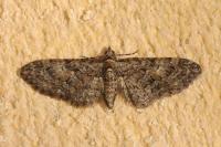 Eupithecia abbreviata