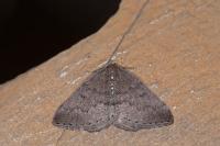 Aleucis distinctata