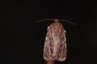 Amphipyra cinnamomea