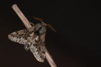 Apocheima hispidaria