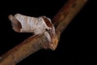 Clostera curtula