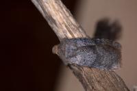 Conistra staudingeri