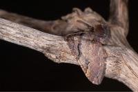 Earophila badiata