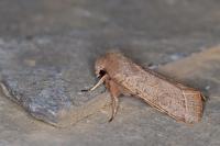 Orthosia cerasi