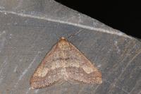 Phigaliohybernia marginaria
