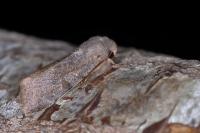 Orthosia cerasi