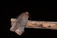 Conistra staudingeri