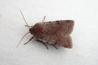 Cerastis rubricosa