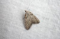 Nola thymula thymula