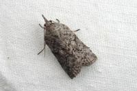Nycteola columbana