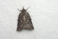 Nycteola columbana