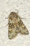 Hecatera dysodea
