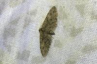 Eupithecia abbreviata