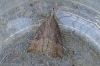 Hypena rostralis