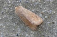 Orthosia cruda