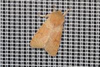 Orthosia miniosa